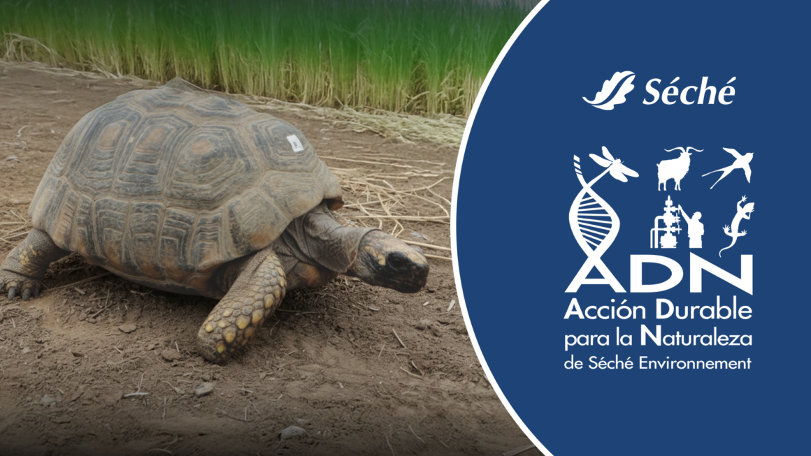 DÍA INTERNACIONAL DE LA DIVERSIDAD BIOLÓGICA & DÍA MUNDIAL DE LAS TORTUGAS DÍA INTERNACIONAL DE LA DIVERSIDAD BIOLÓGICA & DÍA MUNDIAL DE LAS TORTUGAS