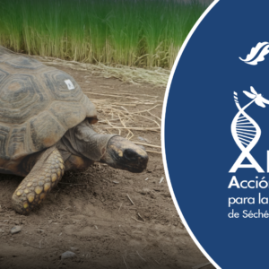 DÍA INTERNACIONAL DE LA DIVERSIDAD BIOLÓGICA & DÍA MUNDIAL DE LAS TORTUGAS DÍA INTERNACIONAL DE LA DIVERSIDAD BIOLÓGICA & DÍA MUNDIAL DE LAS TORTUGAS