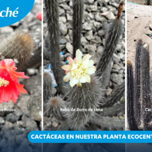 Cactáceas en nuestra planta Ecocentro Chilca