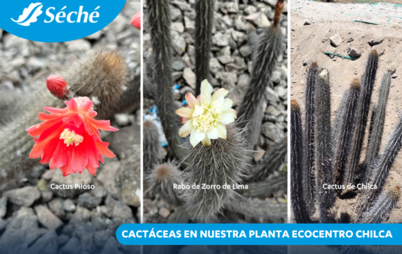 Cactáceas en nuestra planta Ecocentro Chilca