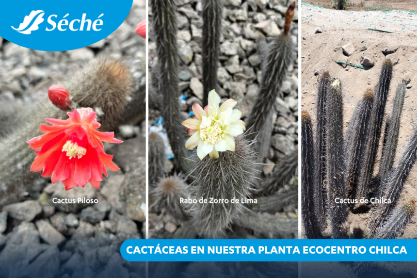 Cactáceas en nuestra planta Ecocentro Chilca